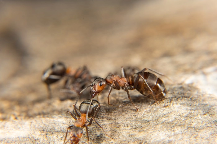 kilka mrówek